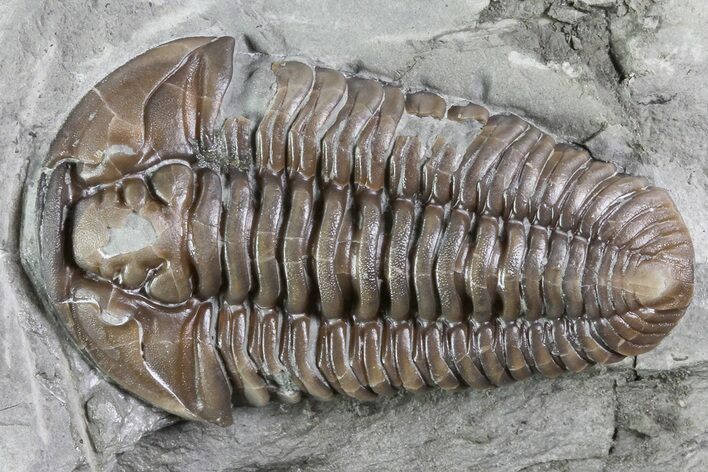 Large, , Prone Flexicalymene Trilobite - Ohio #84587